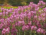 gaura lindheimeri siskiyou