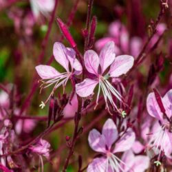 gaura lindheimeri siskiyou 2