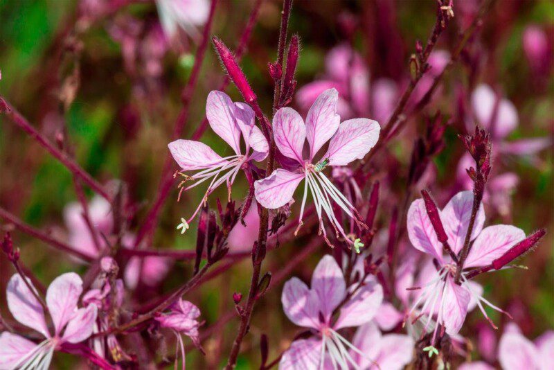 gaura lindheimeri siskiyou 2 gaura lindheimeri siskiyou 2