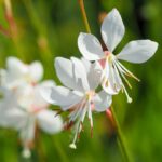 gaura lindheimeri sparkle white 1