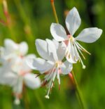 gaura lindheimeri sparkle white 1