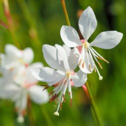 gaura lindheimeri sparkle white 1