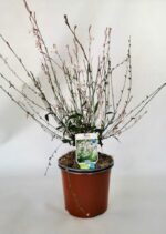 gaura lindheimeri sparkle white