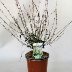 gaura lindheimeri sparkle white