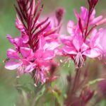 gaura red color 1