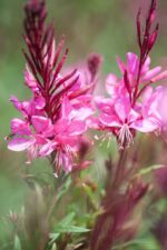 gaura red color 1