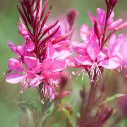 gaura red color 1