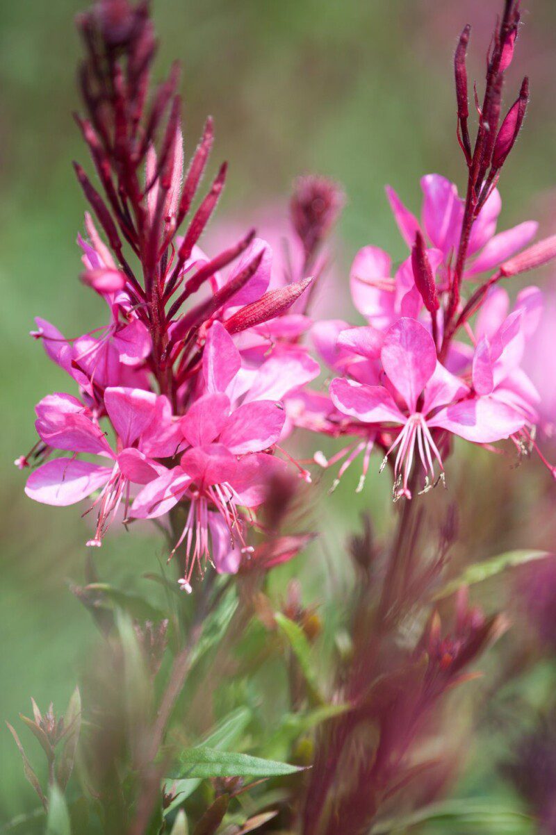 gaura red color 1 gaura red color 1