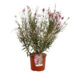 gaura red color