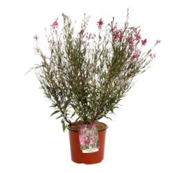 gaura red color