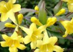 gelsemium sempervirens gelsomino della carolina 1