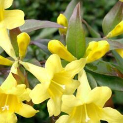 gelsemium sempervirens gelsomino della carolina 1