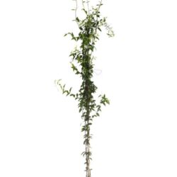 gelsemium sempervirens gelsomino della carolina