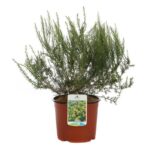 genista hispanica ginestra di spagna 1