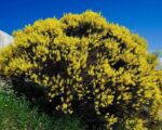 genista hispanica ginestra di spagna