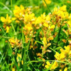 genista hispanica ginestra di spagna 2