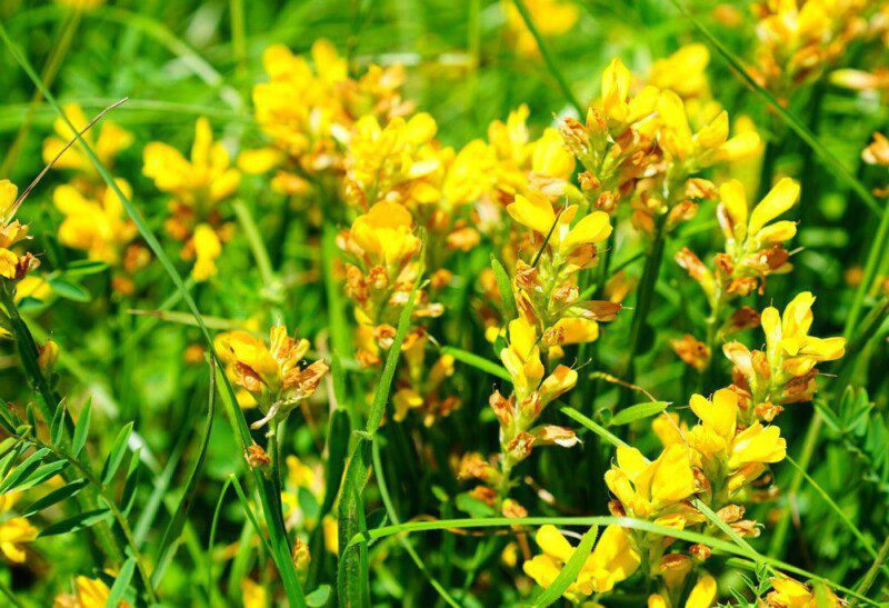 genista hispanica ginestra di spagna 2 genista hispanica ginestra di spagna 2