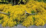 genista lydia
