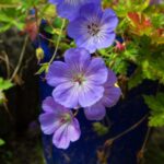 geranium rozanne 1