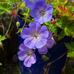 geranium rozanne 1