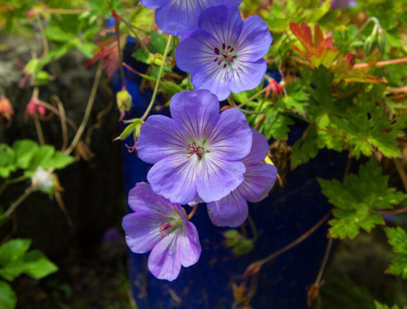 geranium rozanne 1 geranium rozanne 1