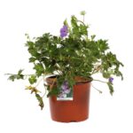 geranium rozanne