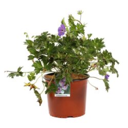 geranium rozanne