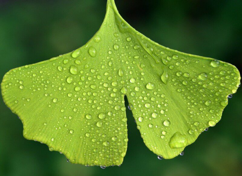 ginkgo biloba 1