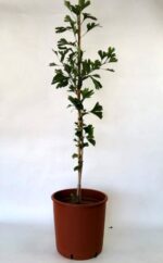 ginkgo biloba