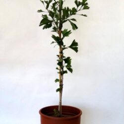 ginkgo biloba