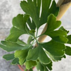 ginkgo biloba blagon 1 1