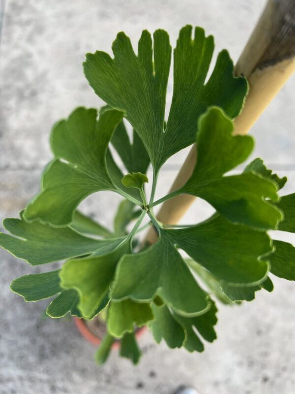 ginkgo biloba blagon 1 1