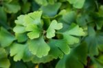ginkgo biloba fastigiata 1