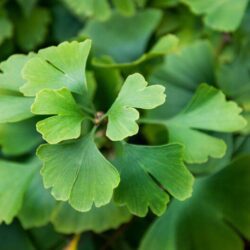ginkgo biloba fastigiata 1