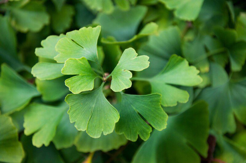ginkgo biloba fastigiata 1 ginkgo biloba fastigiata 1