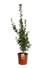 ginkgo biloba fastigiata