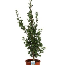 ginkgo biloba fastigiata