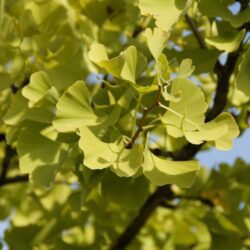 ginkgo biloba mariken 1