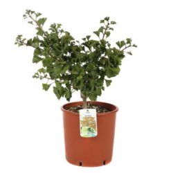 ginkgo biloba mariken