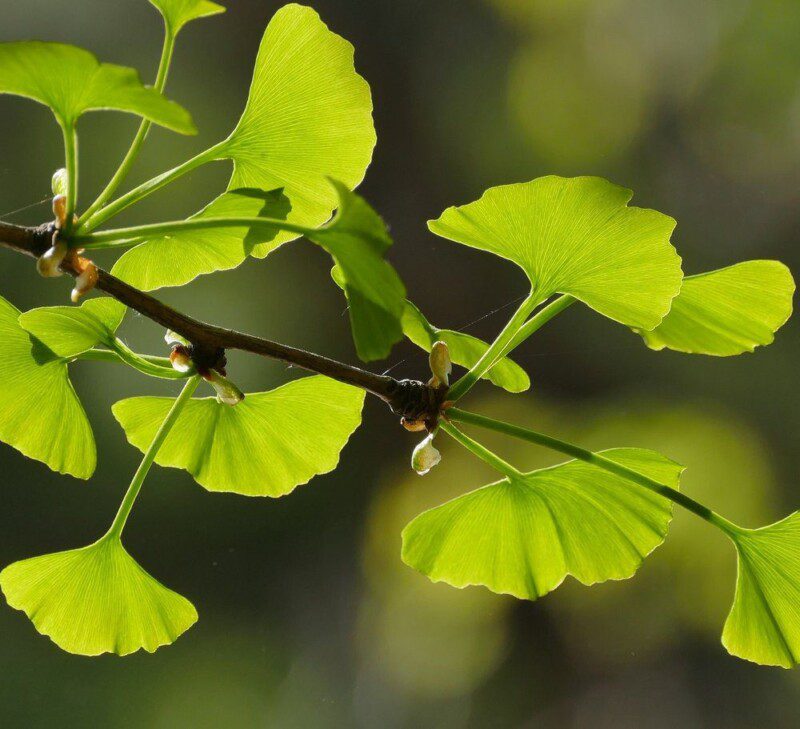 ginkgo biloba menhir 1