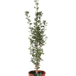 ginkgo biloba menhir