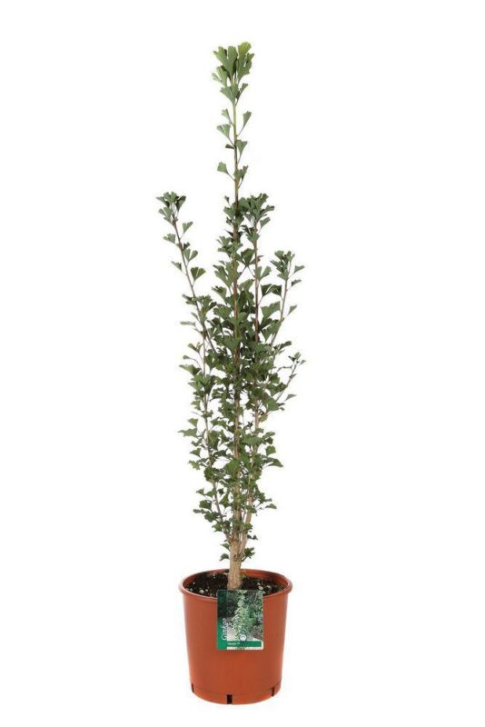 ginkgo biloba menhir