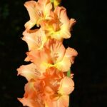 gladiolo apricot fudge 10 bulbi