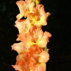 gladiolo apricot fudge 10 bulbi