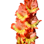 gladiolo apricot queen 10 bulbi