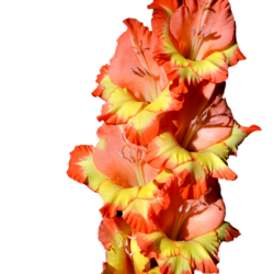 gladiolo apricot queen 10 bulbi