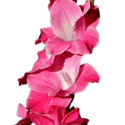 gladiolo pink lady 10 bulbi