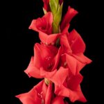 gladiolo red king 10 bulbi