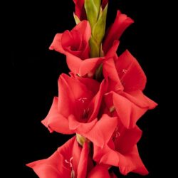 gladiolo red king 10 bulbi