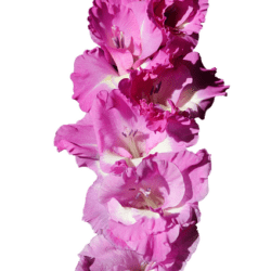 gladiolo violet summer 10 bulbi